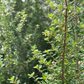 Moujean Tea, Bahama Berry (Nashia inaguensis)