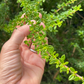 Moujean Tea, Bahama Berry (Nashia inaguensis)