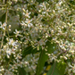 Neem Tree (Azadirachta indica)