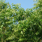 Neem Tree (Azadirachta indica)