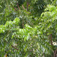 Neem Tree (Azadirachta indica)