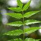 Neem Tree (Azadirachta indica)