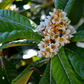 Loquat 'Italy' (Eriobotrya japonica)