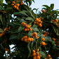 Loquat 'Italy' (Eriobotrya japonica)