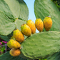 Nopales Cactus (Opuntia matudae)