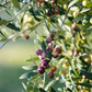 Olive 'Arbequina' (Olea europea)