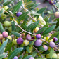 Olive 'Arbequina' (Olea europea)