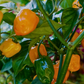 Orange Habanero Pepper (Capsicum chinense)