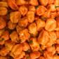 Orange Habanero Pepper (Capsicum chinense)