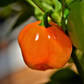 Orange Habanero Pepper (Capsicum chinense)