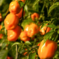 Orange Habanero Pepper (Capsicum chinense)