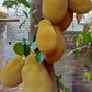Jackfruit ‘Orange Crush’ (Artocarpus heterophyllus)