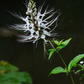 Java Tea (Orthosiphon stamineus)