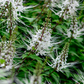 Java Tea (Orthosiphon stamineus)