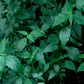 Java Tea (Orthosiphon stamineus)