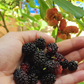 Mulberry 'Everbearing' (Morus nigra)