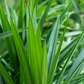 Pandan Leaf (Pandanus amaryllifolius)
