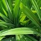 Pandan Leaf (Pandanus amaryllifolius)