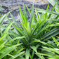 Pandan Leaf (Pandanus amaryllifolius)