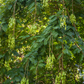 African Locust Bean Tree (Parkia biglobosa)