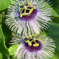 Passiflora 'Bounty' (Passiflora edulis)