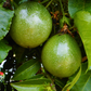 Passiflora 'Bounty' (Passiflora edulis)