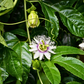 Passiflora 'Bounty' (Passiflora edulis)