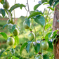 Passiflora 'Bounty' (Passiflora edulis)
