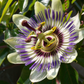 Passion Fruit Vine ‘Sweet Yellow Sunrise’ (Passiflora edulis var. flavicarpa)
