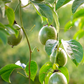 Passion Fruit Vine ‘Sweet Yellow Sunrise’ (Passiflora edulis var. flavicarpa)