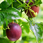 Passion Fruit ‘Purple Possum’ (Passiflora edulis)