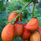 Peanut Butter Fruit (Bunchosia argentea)