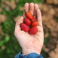 Peanut Butter Fruit (Bunchosia argentea)