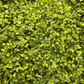 Green Moss Mat | 12'' Square
