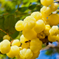 Otaheite Gooseberry (Phyllanthus acidus)