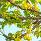 Otaheite Gooseberry (Phyllanthus acidus)