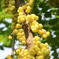 Otaheite Gooseberry (Phyllanthus acidus)