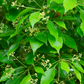 Camphor (Cinnamomum camphora)