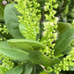Pigeon Plum (Coccoloba diversifolia)