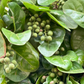Pigeon Plum (Coccoloba diversifolia)