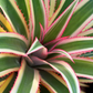Pineapple Bundle: 'White Jade', 'Variegated Juicy', & 'Elite Gold'