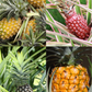 Pineapple Bundle: 'White Jade', 'Variegated Juicy', & 'Elite Gold'
