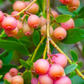 Blueberry 'Pink Lemonade' (Vaccinium corymbosum 'Pink Lemonade')