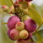 Blueberry 'Pink Lemonade' (Vaccinium corymbosum 'Pink Lemonade')