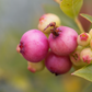Blueberry 'Pink Lemonade' (Vaccinium corymbosum 'Pink Lemonade')