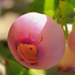 Blueberry 'Pink Lemonade' (Vaccinium corymbosum 'Pink Lemonade')