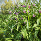 Comfrey (Symphytum uplandicum)