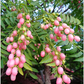 Pink Wampee (Clausena excavata)