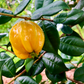 Pitangatuba (Eugenia neonitida)