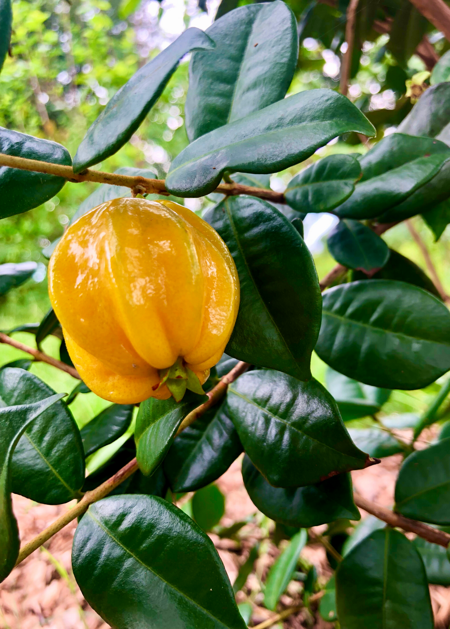 Pitangatuba (Eugenia neonitida)